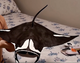 Manta Ray Cardboard Kit: Ocean Glider - 1_manta-kit